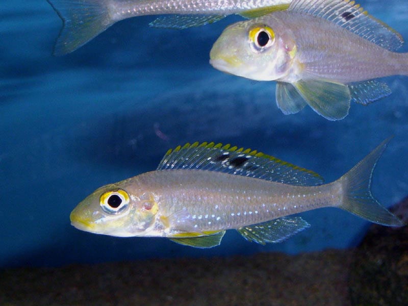 Xenotilapia sp. 'papilio sunflower' Kantalamba